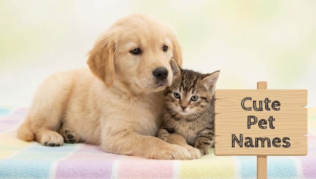 Cute Pet Names