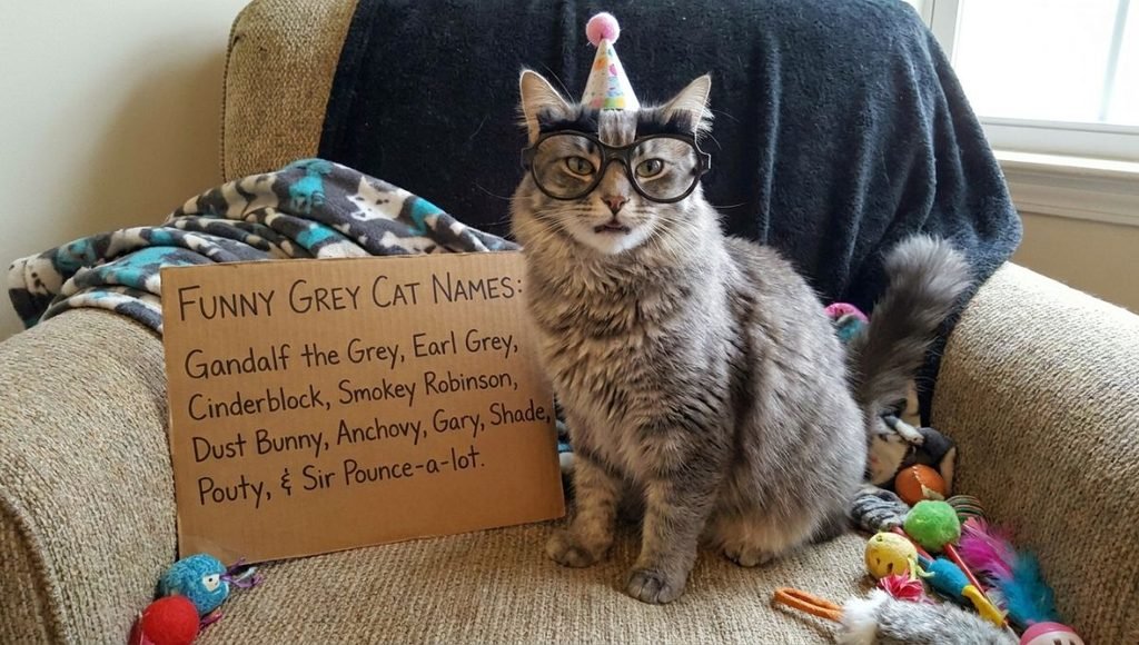 Funny Grey Cat Names
